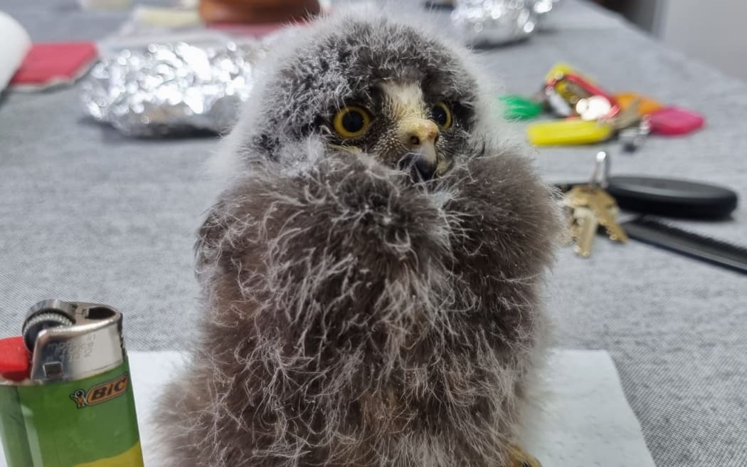 A rescued baby ruru (morepork) is little more than a bundle of down.