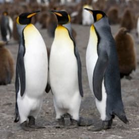 Photo for King penguin