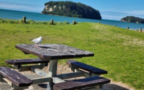 Whangamatā beach, Coromandel.