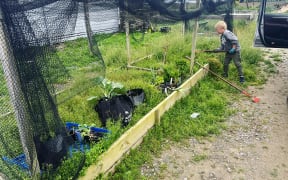 Sally Newall's son, Ted, 6, hard at work in their friend's vegetable garden.