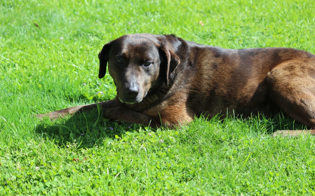 Boots, a Smithfield Labrador cross, whose barking alerted his owner to a native Australian bat in their Blenheim backyard.