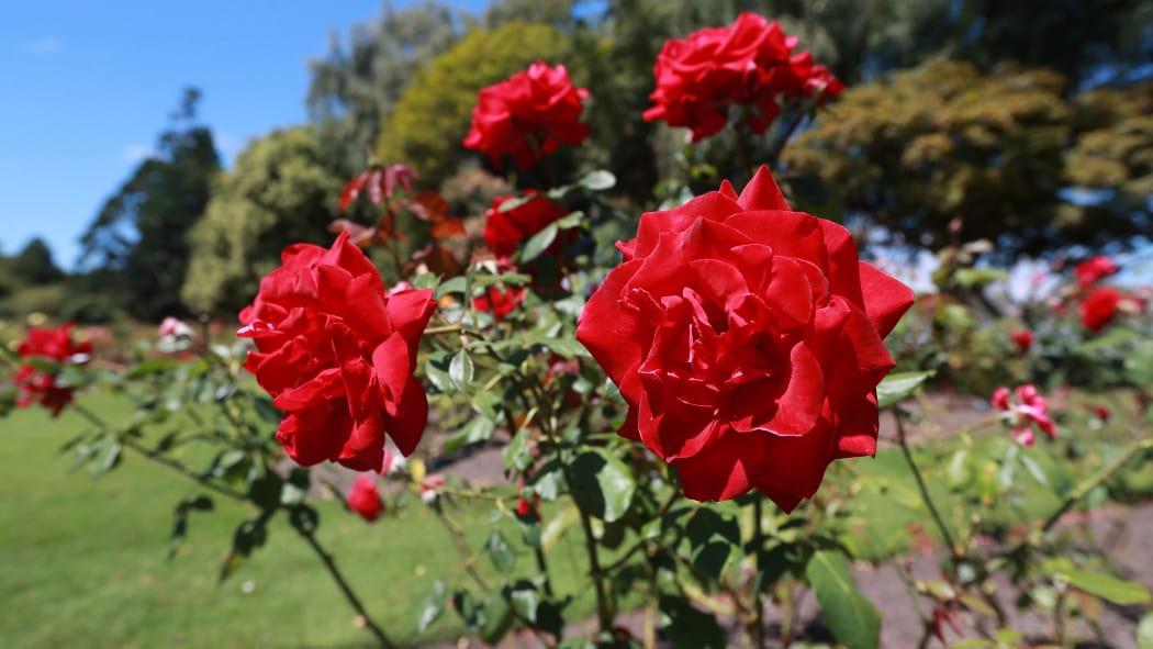 Pollard Park is unfortunately suffering with vandalism at the moment, with people coming in at night and at the weekend pulling out annuals and harvesting flowers.