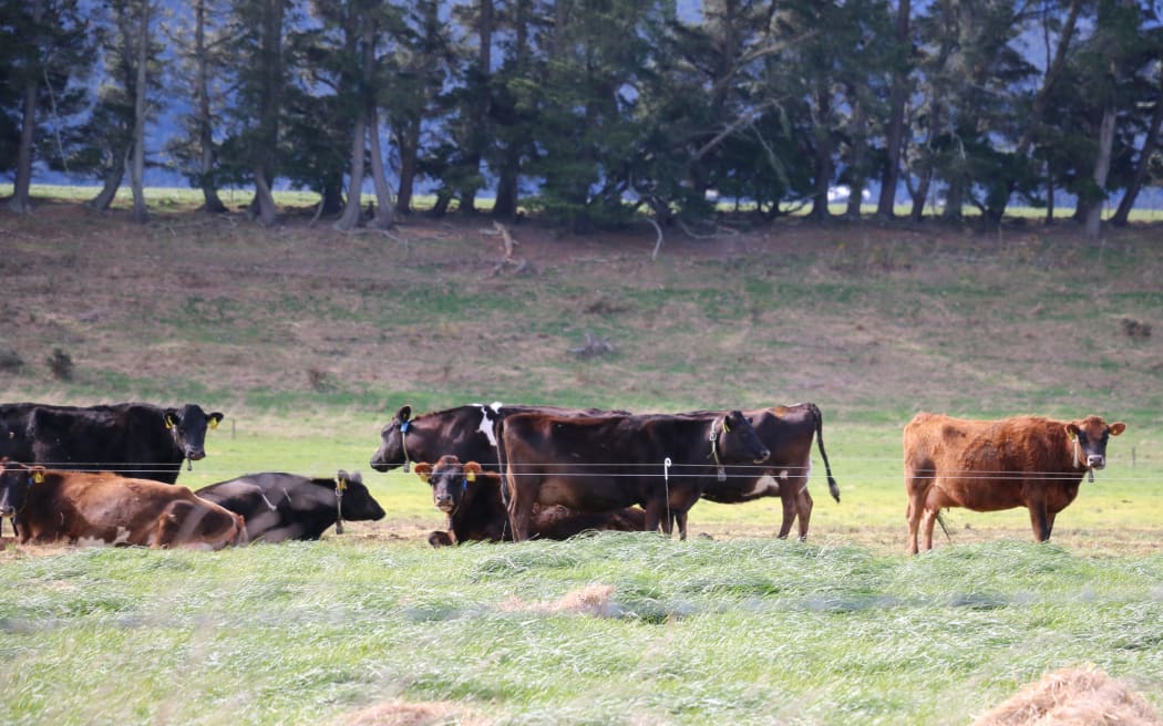 Plant & Food Research catch crop trials at Woodstock Farm