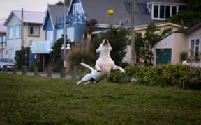Flying dog.