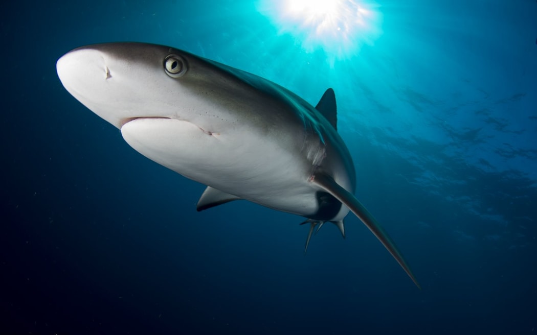 The silky shark is one of two heavily depleted pelagic sharks in the Western and Central Pacific