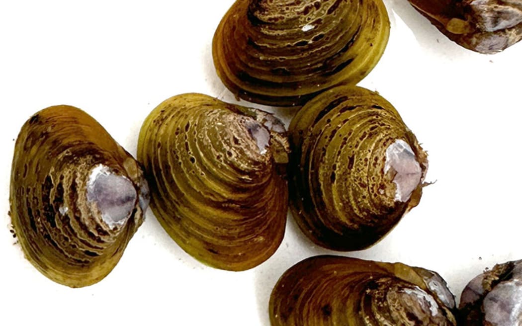 The Gold clam (Corbicula fluminea) is also known as the Asian clam.