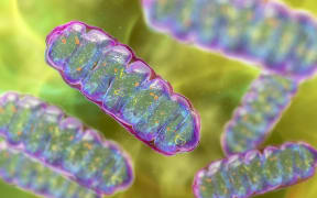 Computer illustration of mitochondria, membrane-enclosed cellular organelles that produce energy. (Photo by KATERYNA KON/SCIENCE PHOTO LIBRA / KKO / Science Photo Library via AFP)