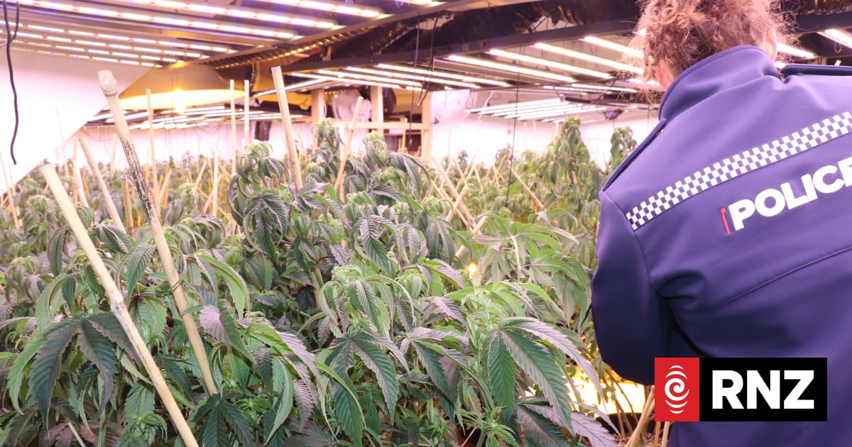 More than a dozen arrested, $6.5m worth of cannabis seized in Rotorua operation