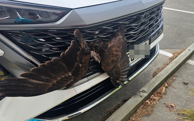 Hastings vets, mechanic combine to rescue hawk from car grille | RNZ