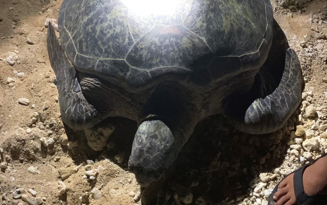 The rescued sea turtle in the CNMI.