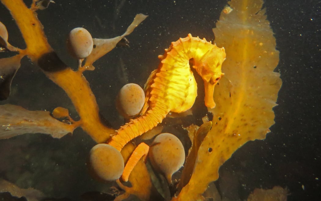 Pot-bellied seahorse