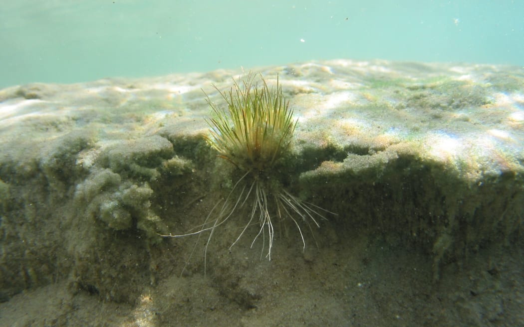 The winner of New Zealand’s Favourite Plant 2024, Trithuria inconspicua, is rarely seen and only occasionally felt underfoot. Photo: Supplied
