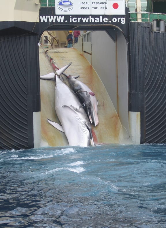 A whale and calf are hauled aboard a Japanese ship in Antarctic waters.
