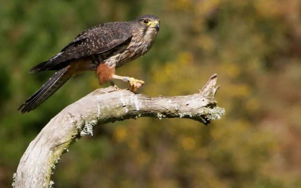 The kārearea New Zealand falcon.