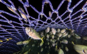 A school of fish are swept up in a thick, purple net being swept toward the camera. The water is dark.