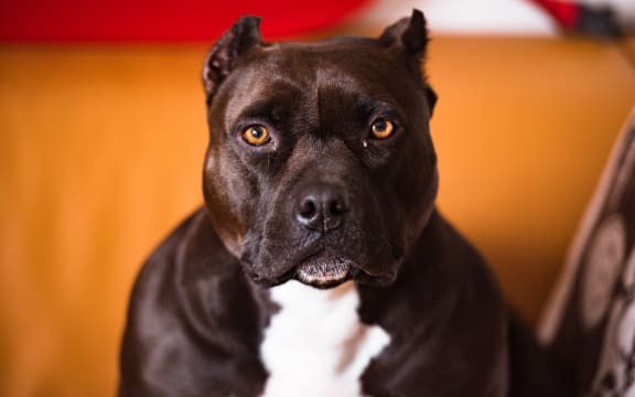 A dog with a round head and large body.
