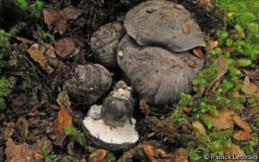 Boletopsis nothofagi