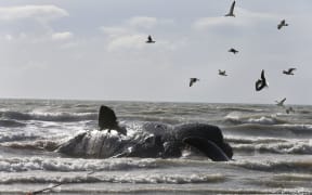 A dead sperm whale washed up at Marfells Beach in July 2018. SUPPLIED: STUFF - SINGLE USE ONLY