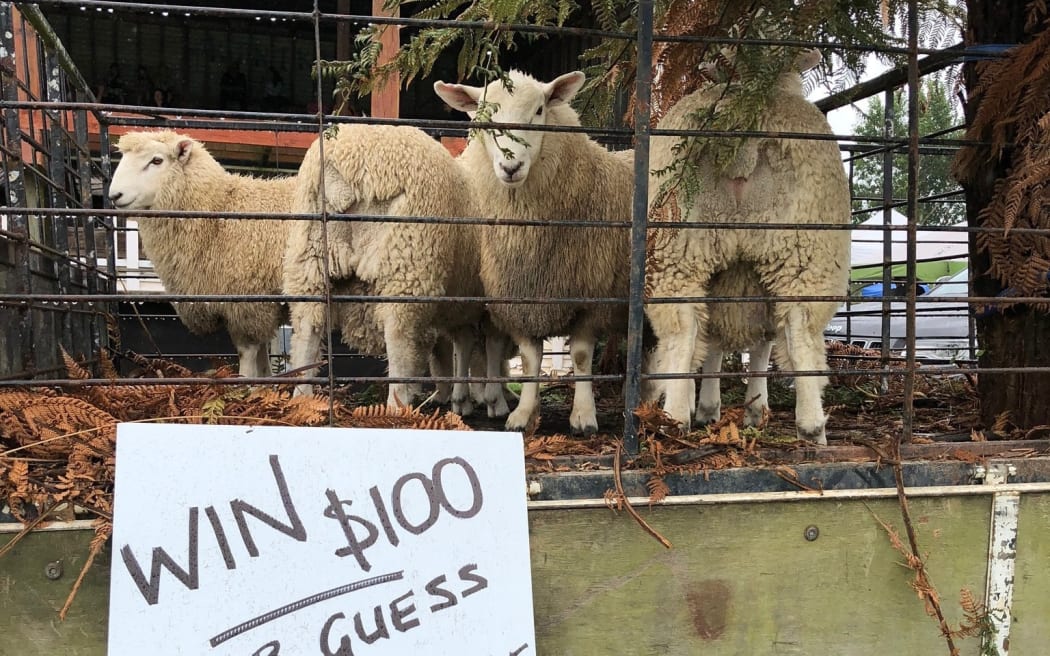 Have a punt: Members of the public can win a cash prize if they can accurately guess the average weight of these sheep.