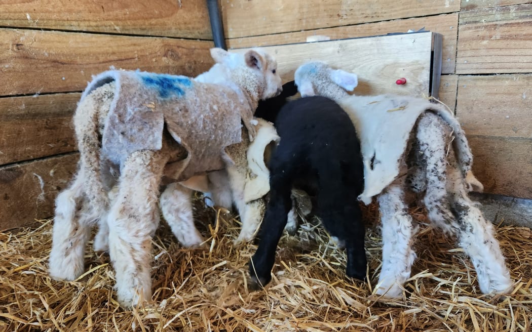 Newborn lambs line up at a feeding station where warm milk is available on demand