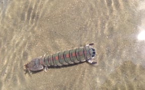 Female mantis shrimp, aka Heterosquilla tricarinata.