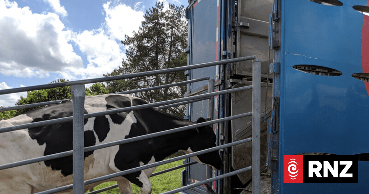 'Bad timing' ferry fuel surcharge will disproportionately affect farmers, says transport leader