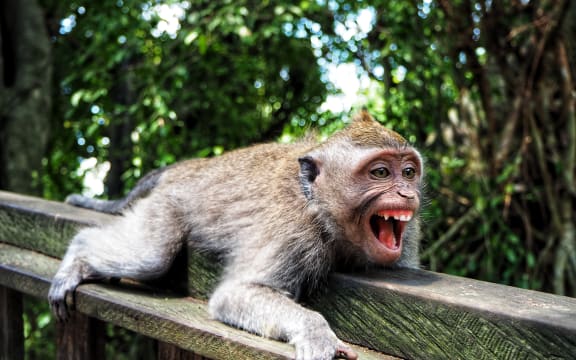 A monkey with its mouth open and teeth showing as if it were smiling.