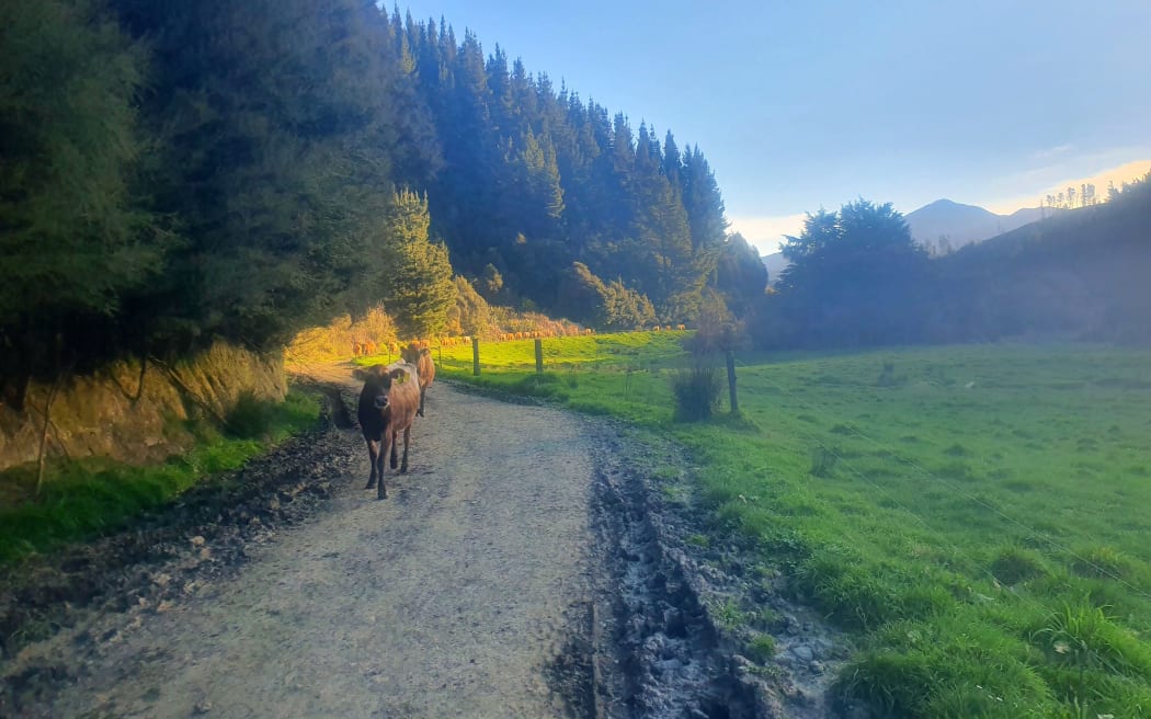 Lone Sorensen, who farms in a valley between Havelock and Blenheim, is enraged that a paper road through her property could become a major transport route for trucks and heavy vehicles.