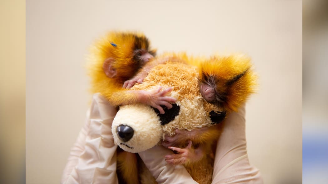 Auckland Zoo's newborn tamarin twins.