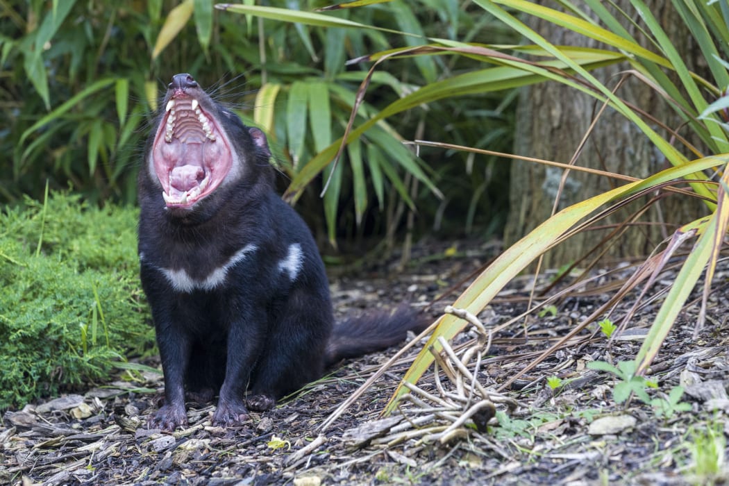 The Tasmanian devils are caused damage to the sea bird population on the island.
