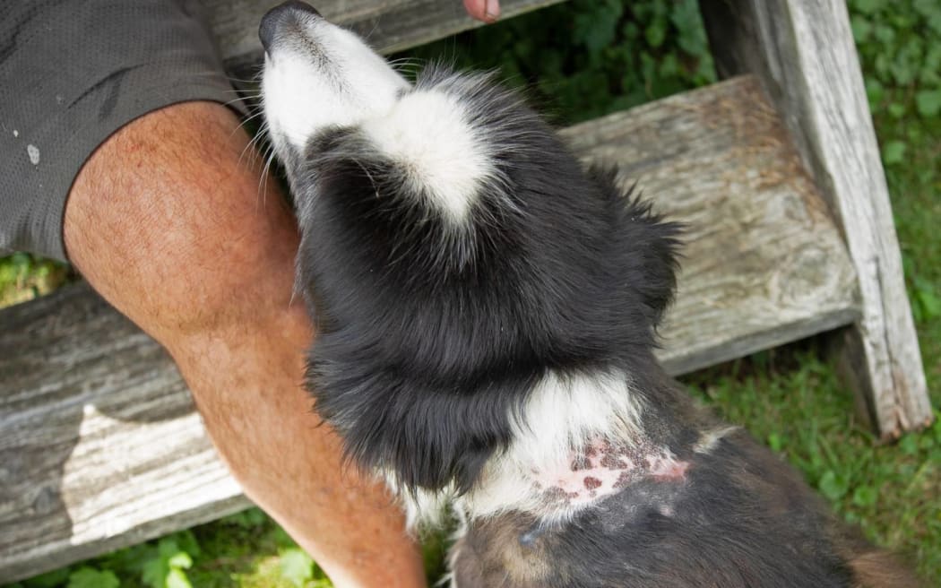 Molly’s wounds are healed and her fur just needs to grow back.