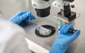 Technician in blue gloves does control check of the in vitro fertilization process using a microscope. Closeup. Horizontal.