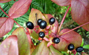 tutsan