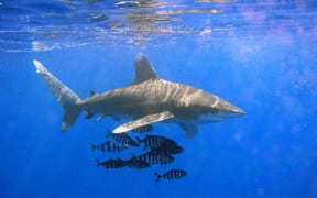 The oceanic whitetip shark.