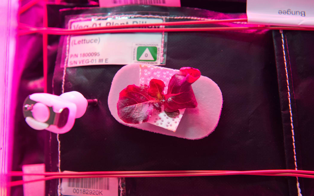 Lettuce growing during the VEGGIE hardware validation test aboard the International Space Station.