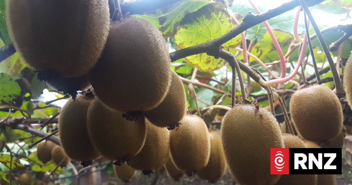 Kiwifruit Business Owner Fined $40,000 for Exploiting Migrant Workers