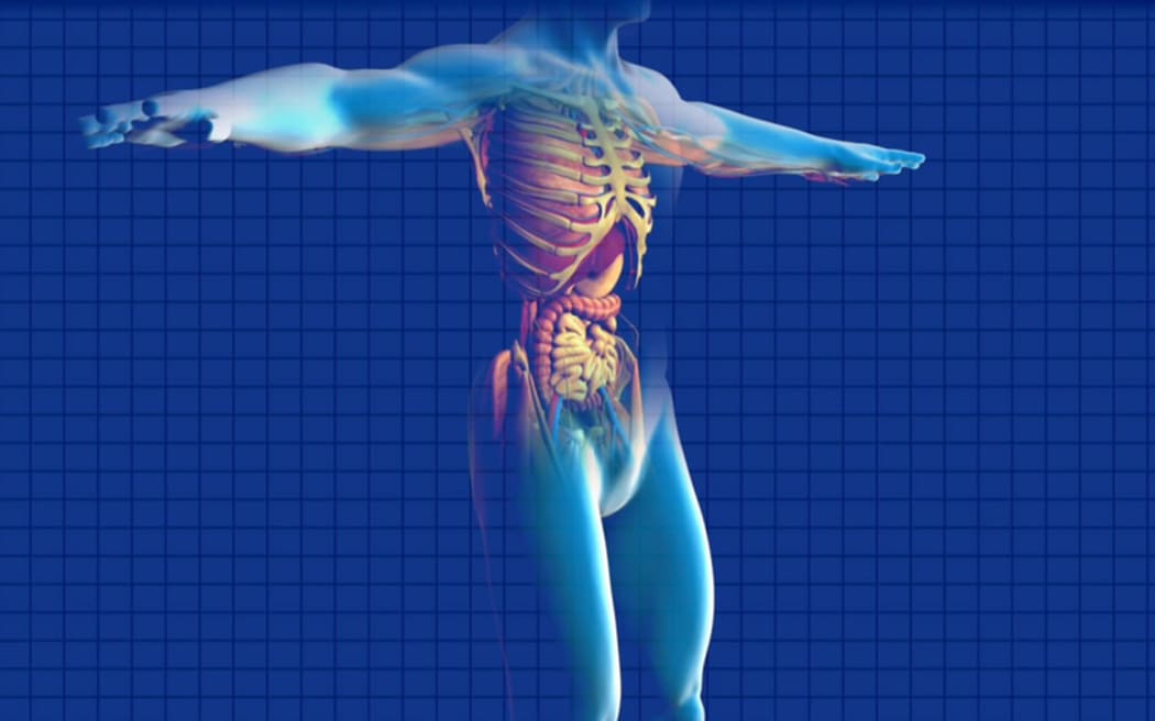 Human Body