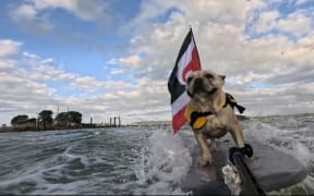 During the 2025 Waitangi celebrations, three year old French bulldog Bosco went for a surf with his Māori flag to show his support for the kaupapa.