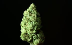 marijuana bud