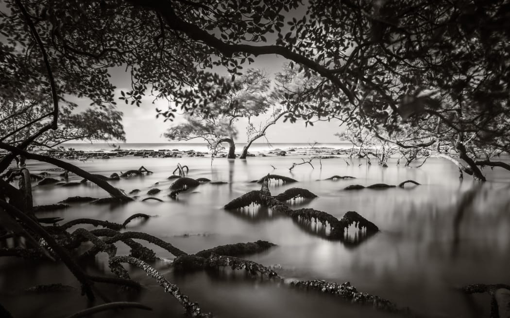 Una imagen de los Mangrove Photography Awards, organizados por Mangrove Action Project.