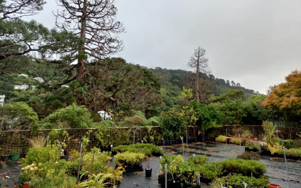 The two decaying edwoods set for the chop in the Botanic Gardens ki Paekākā.