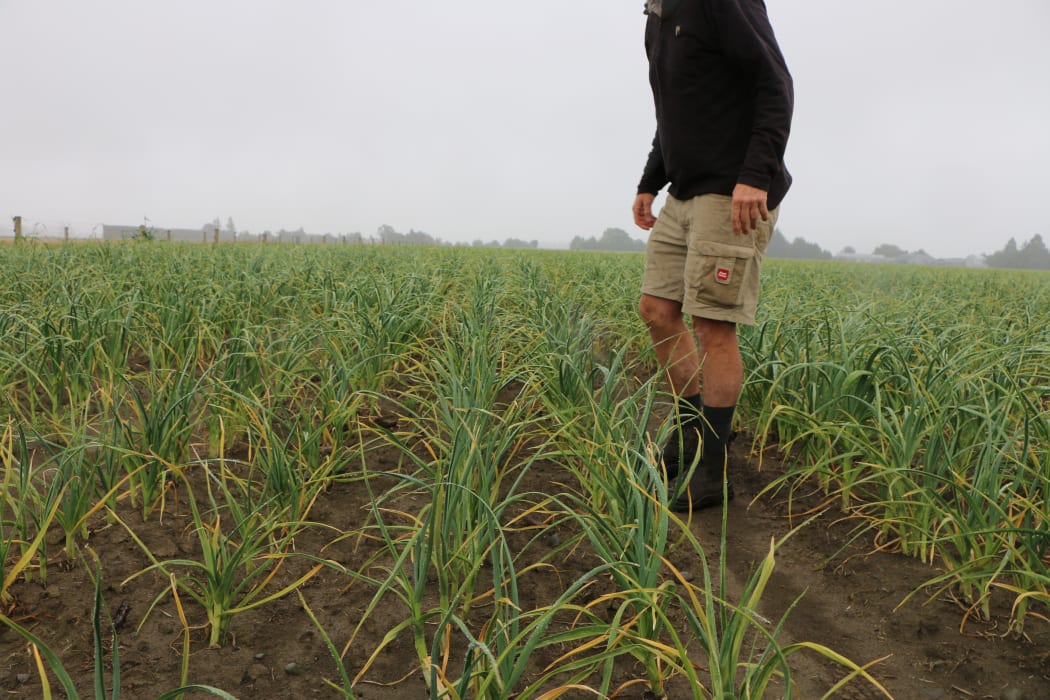 Stu Wright standing in a garlic crop on his Canterbury farm
