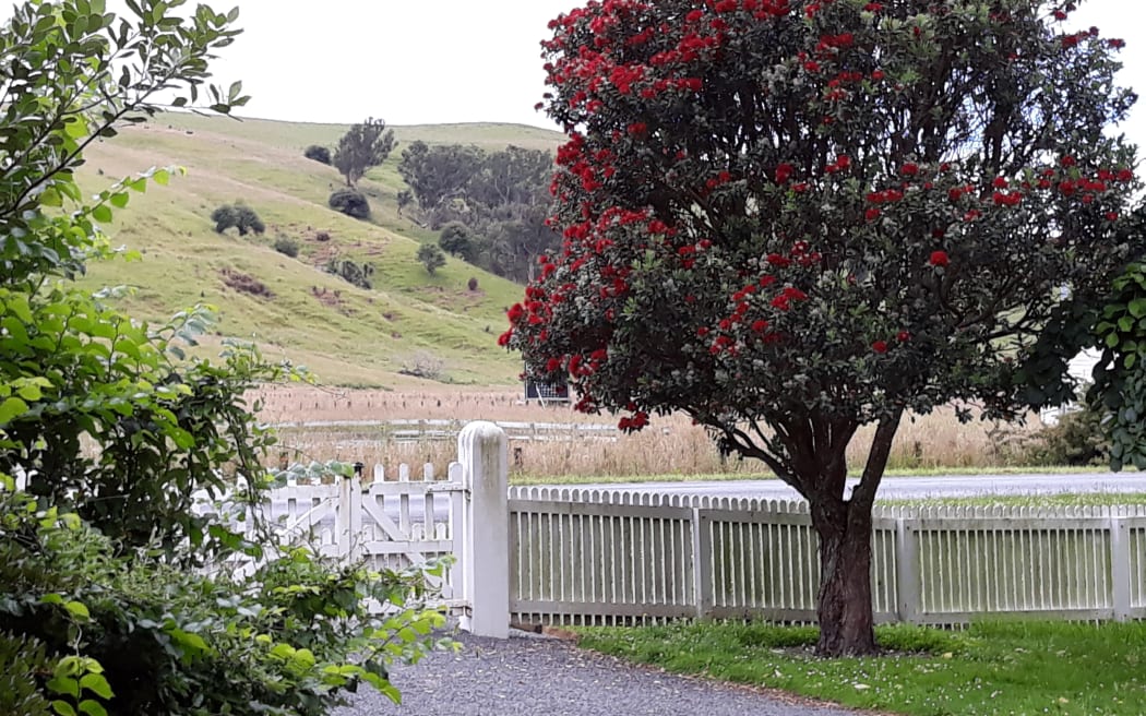 View of hills from churchyard gate, St Michael and All Saints Church, Porangahau. A pohutukawa tree in full bloom is next to the gate.