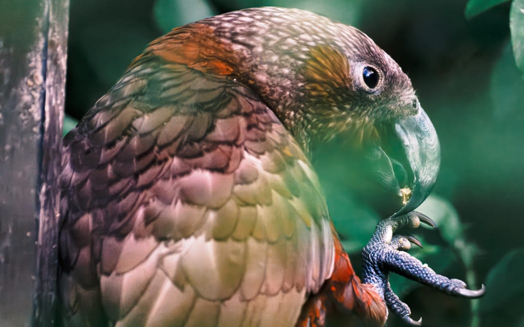 Predator Free Wellington said its efforts to eliminate predators have led to a doubling of native bird life in the Miramar Peninsula.