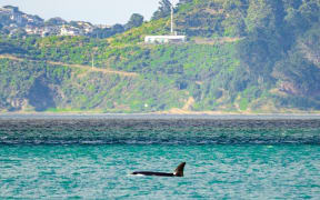 One of the orca spotted in Wellington harbour.
