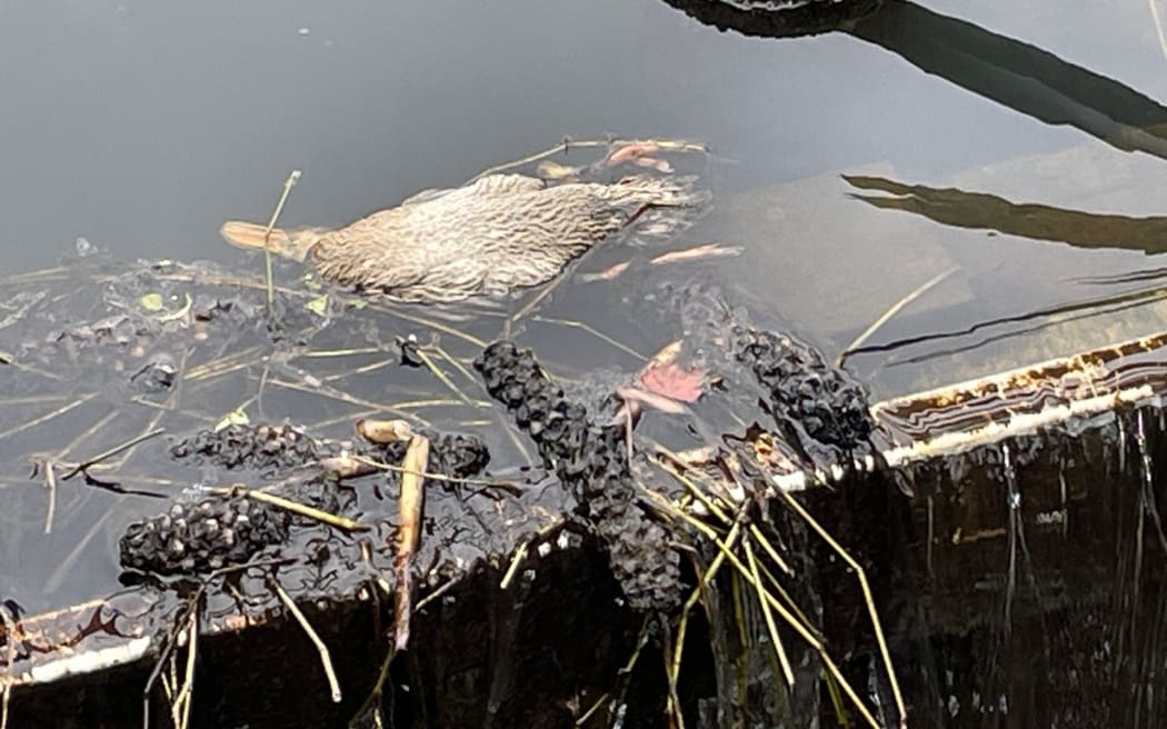 Weeds, litter and dead animals, such as this dead duck, accumulate at the weir at the western end of the lake.