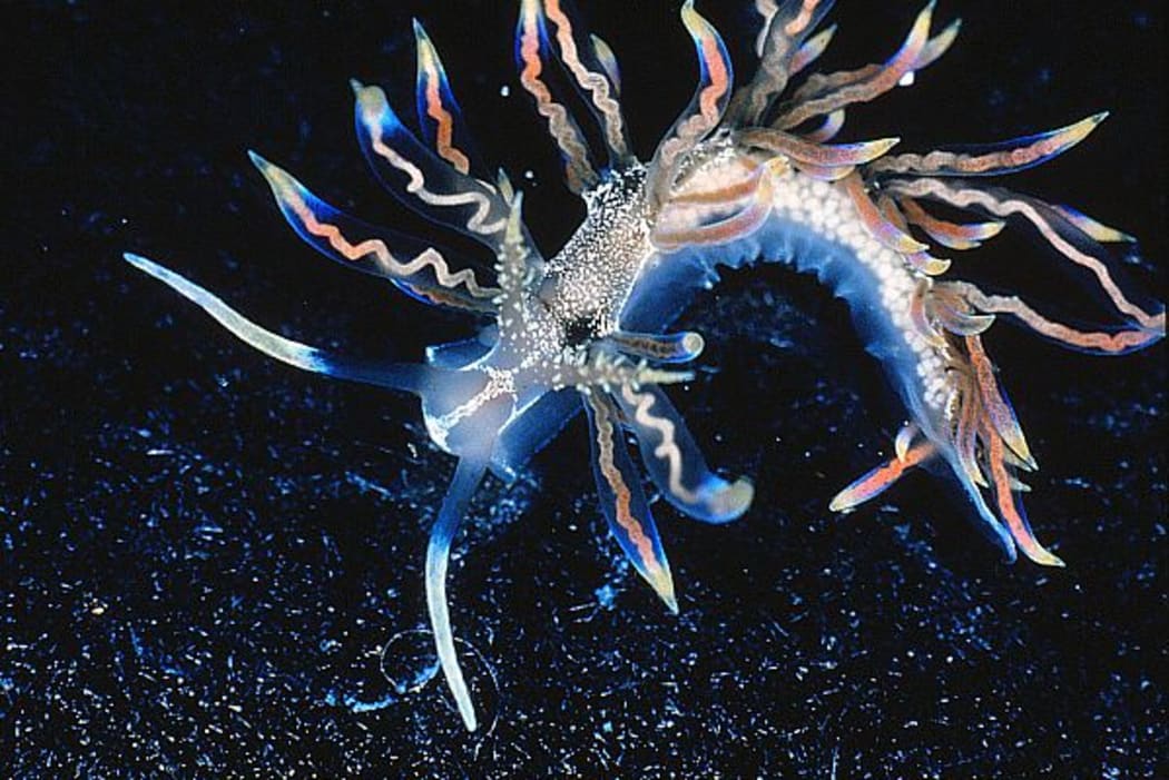 The colourful sea slug Phyllodesmium acanthorhinum is a ‘missing’ link between sea slugs that eat hydroids and those that eat corals.