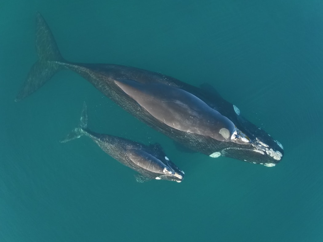 Right whale mother and calf.