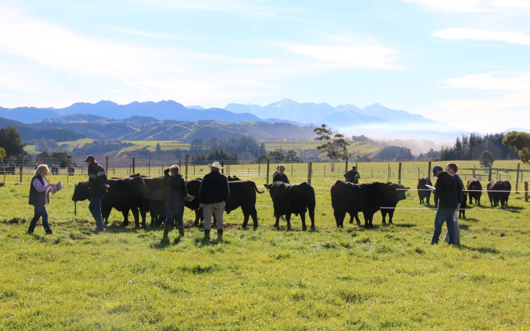 A Te Mania Angus Bull