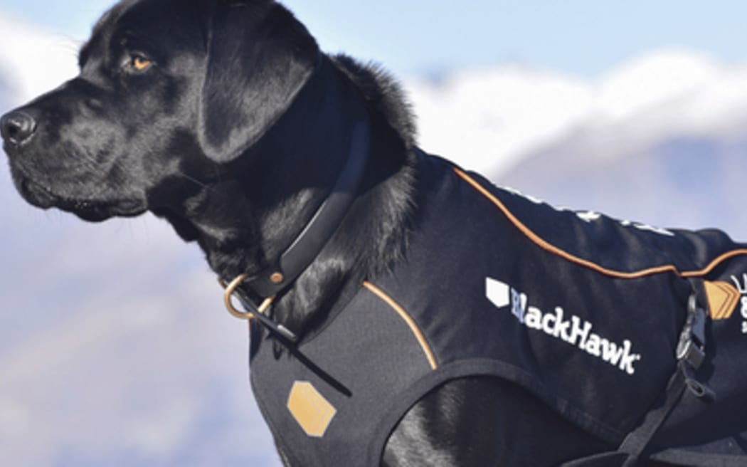 Land Search and Rescue dog